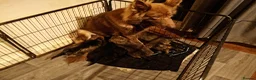 German Shepherd dogs for sale: 9 GSD pups for sale - Advert 11