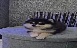 Pomsky dogs for sale: Pomsky puppies very small toy size F3  - Image 22