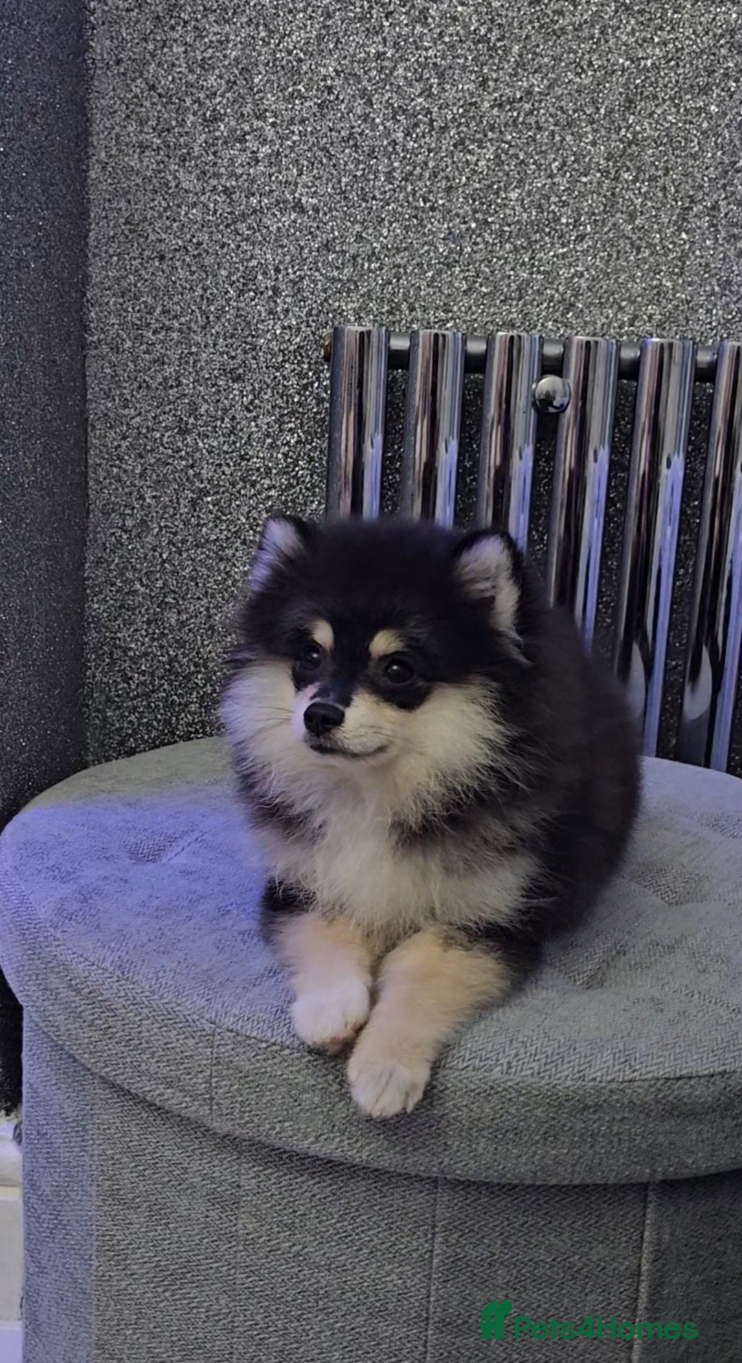 Pomsky dogs for sale: Pomsky puppies very small toy size F3  - Image 22