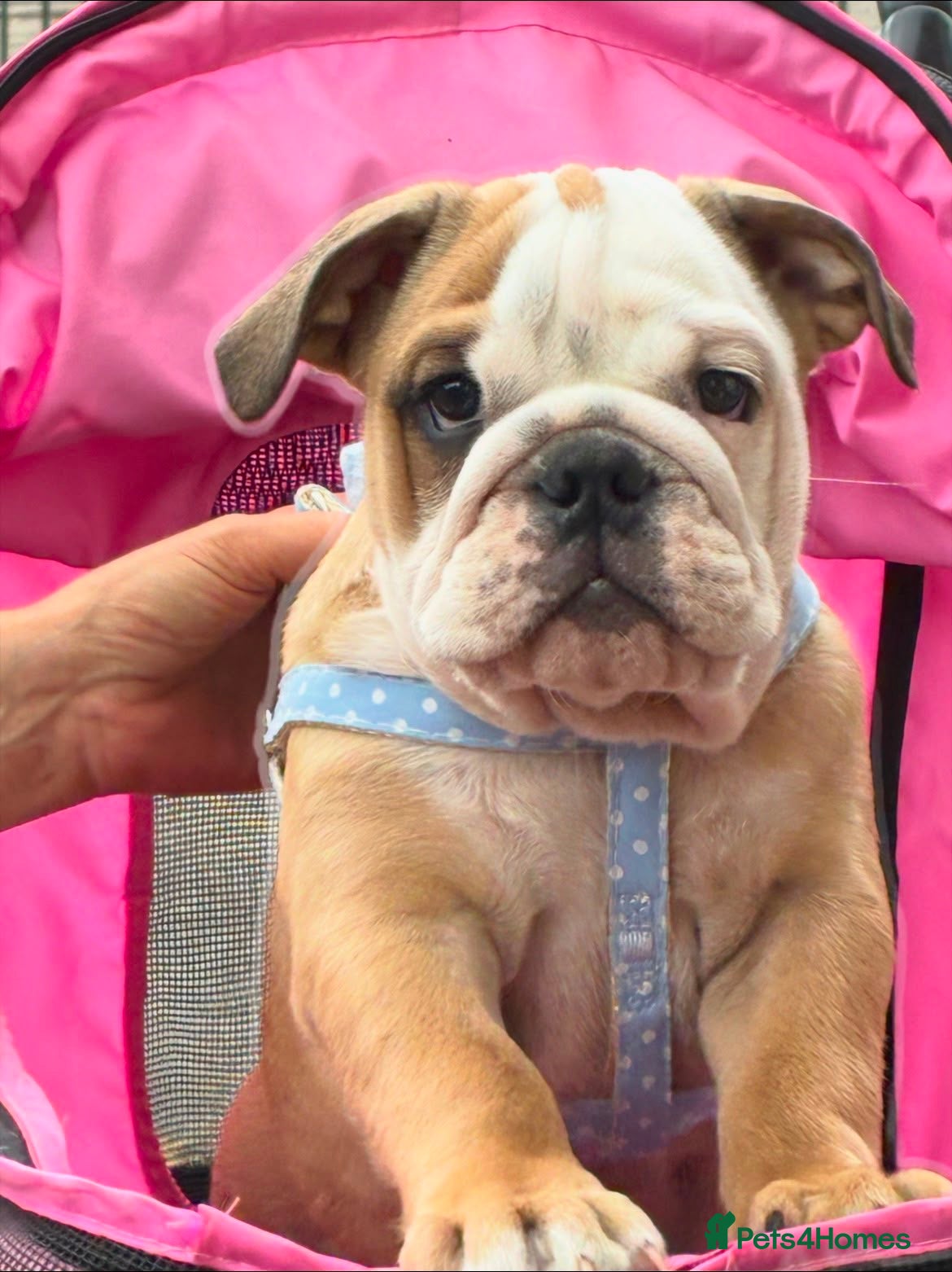 English Bulldog dogs Elite KC Red Bulldogs  - Advert 2