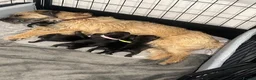 Border Terrier dogs for sale: Dams name Nell, Sires name Brad in Dunfermline - Advert 7