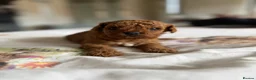 Cavapoo dogs for sale: Reduced F1b Toy Cavapoo girl health tested parents - Advert 32