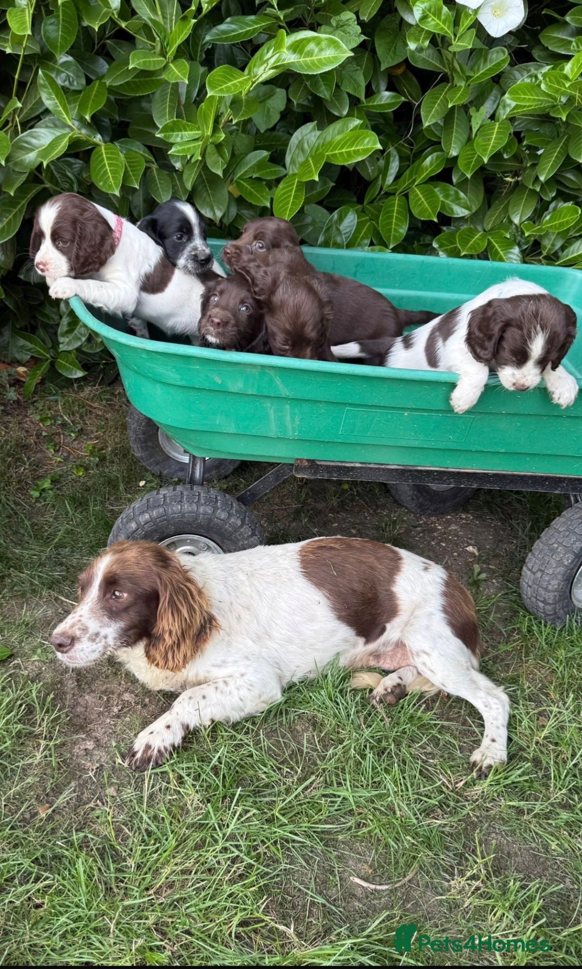 Sprocker dogs 6 sprocker  - Advert 1