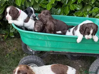 Sprocker dogs 6 sprocker - Advert 1