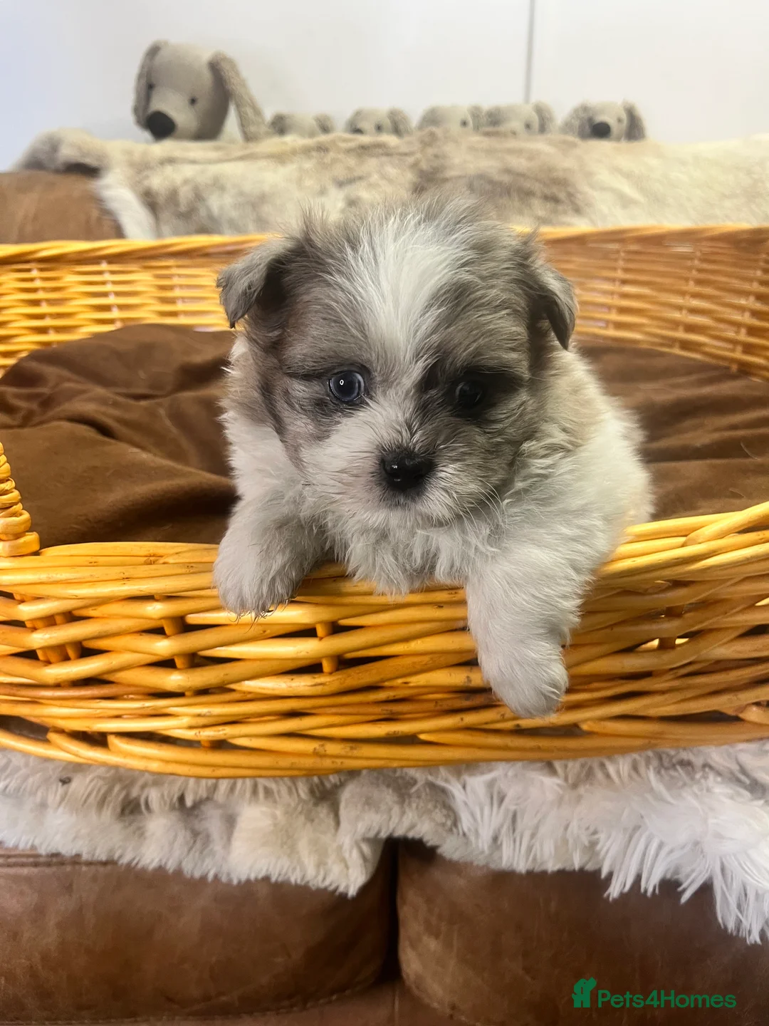 Mixed Breed dogs for sale: cuddly fluffy Pomshi - Advert 2