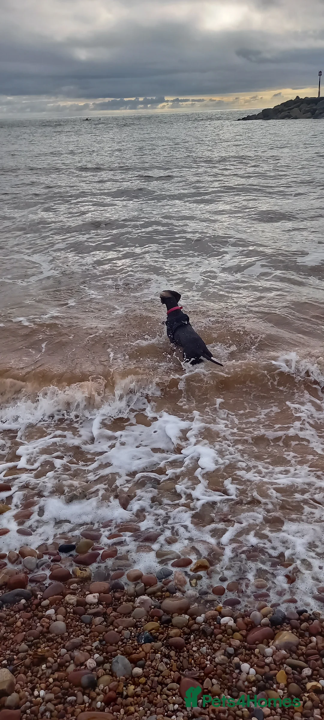 Mixed Breed dogs for sale: Our beautiful dog - Advert 15