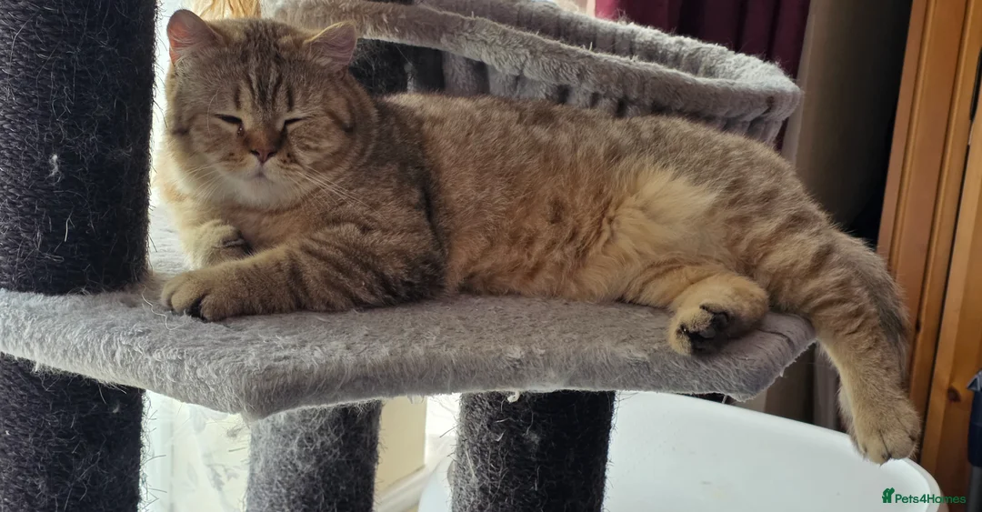 British Shorthair cats for sale: Chocolate golden tabby retired male - Advert 2