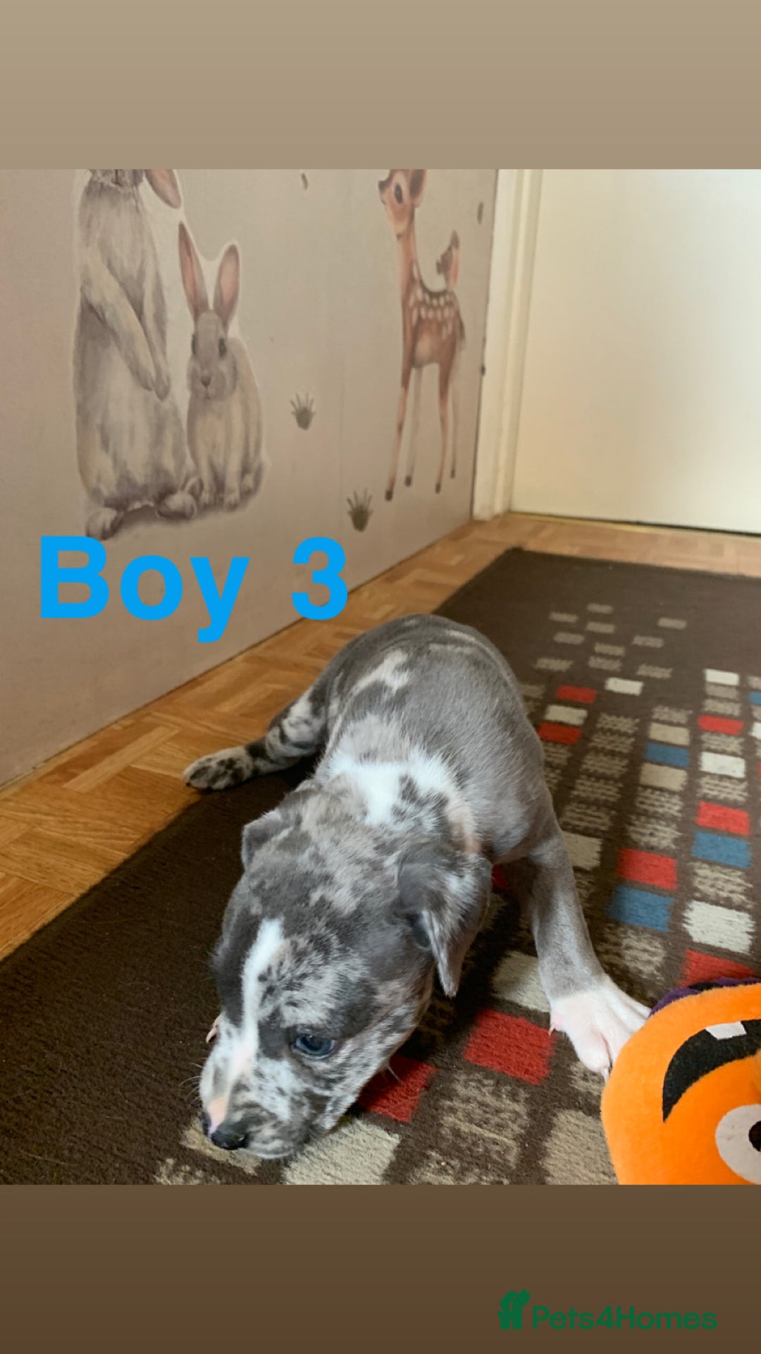 Staffordshire Bull Terrier dogs for sale: RARE BLUE MERLE STAFFORDSHIRE BULL TERRIER PUPPIES - Image 21