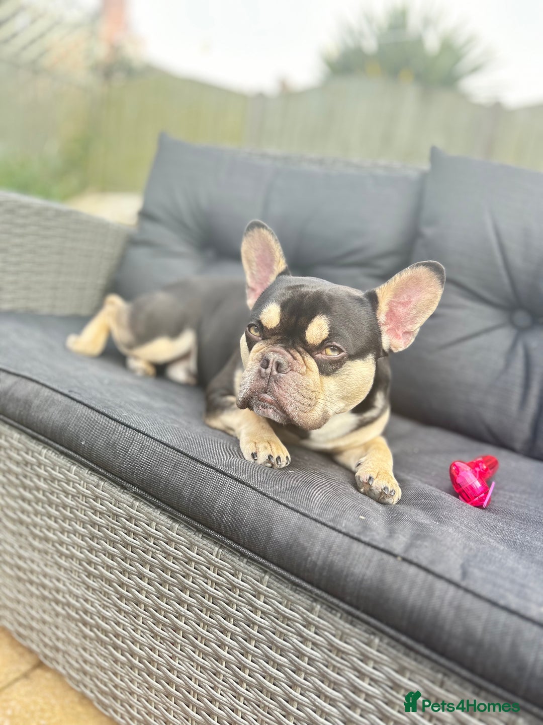 French Bulldog dogs for stud: Theo - Frenchie 4yr Old Boy Needing New Home - Advert 2