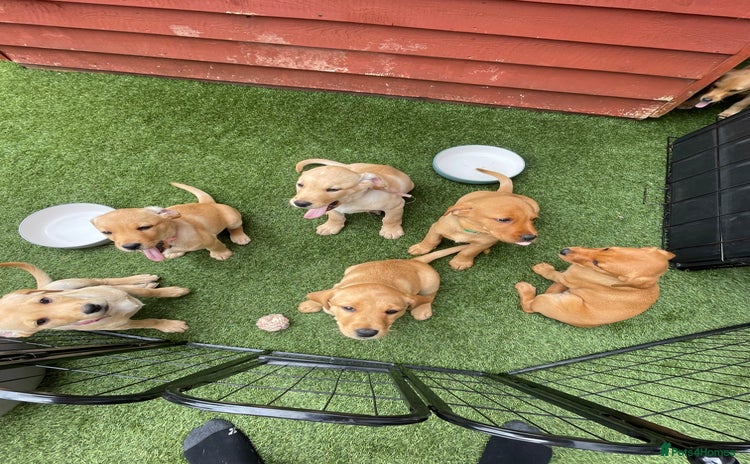Labrador Retriever dogs - Advert 1