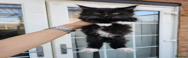 Maine Coon 1