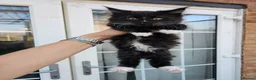 Maine Coon cats for sale: Beautiful Maine Coon Kittens - Advert 13
