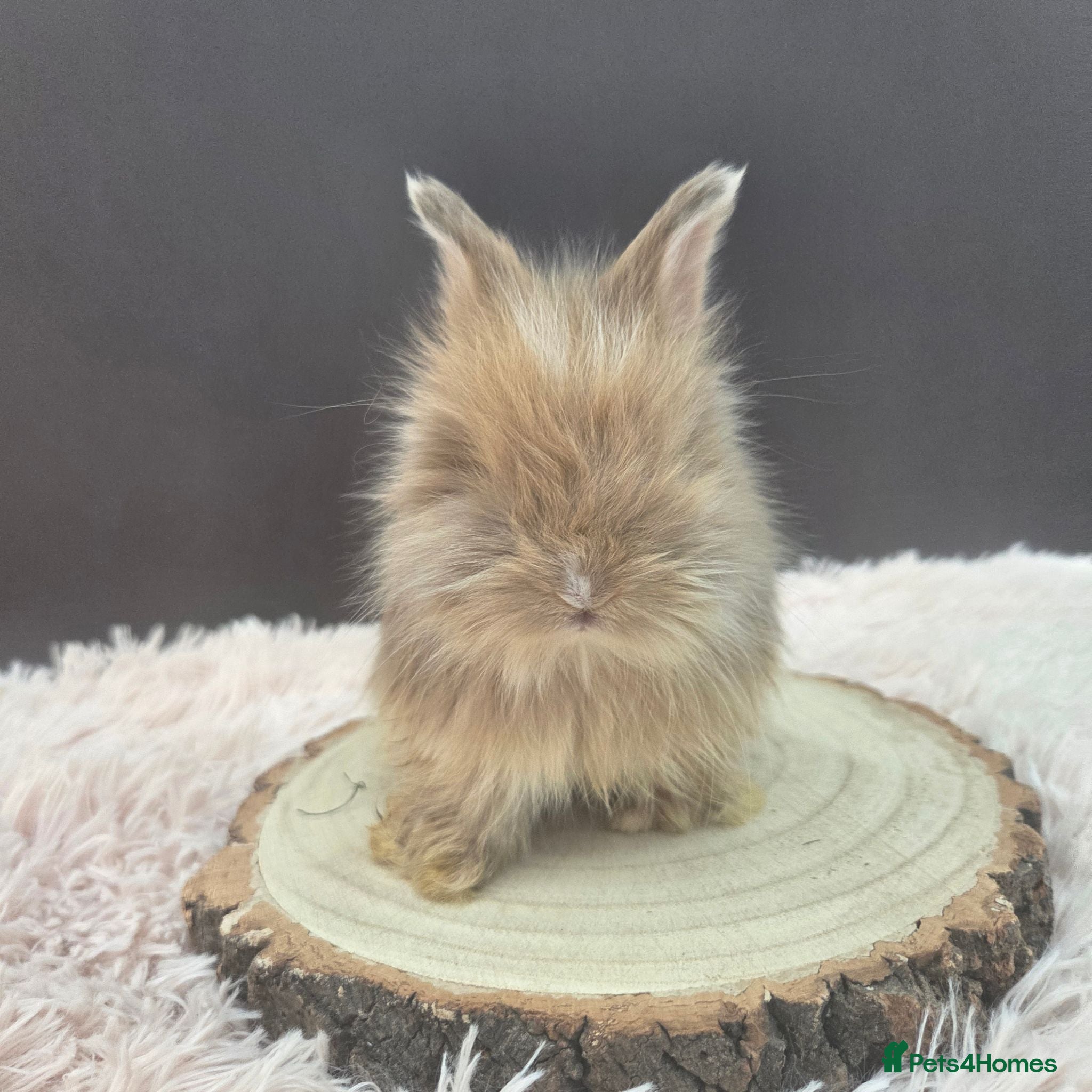 Angora rabbits English Angora Babies - Advert 7