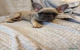 French Bulldog dogs for sale: French bulldog puppies for sale  - Image 6
