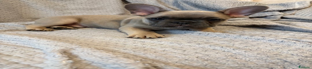 French Bulldog Puppy 4