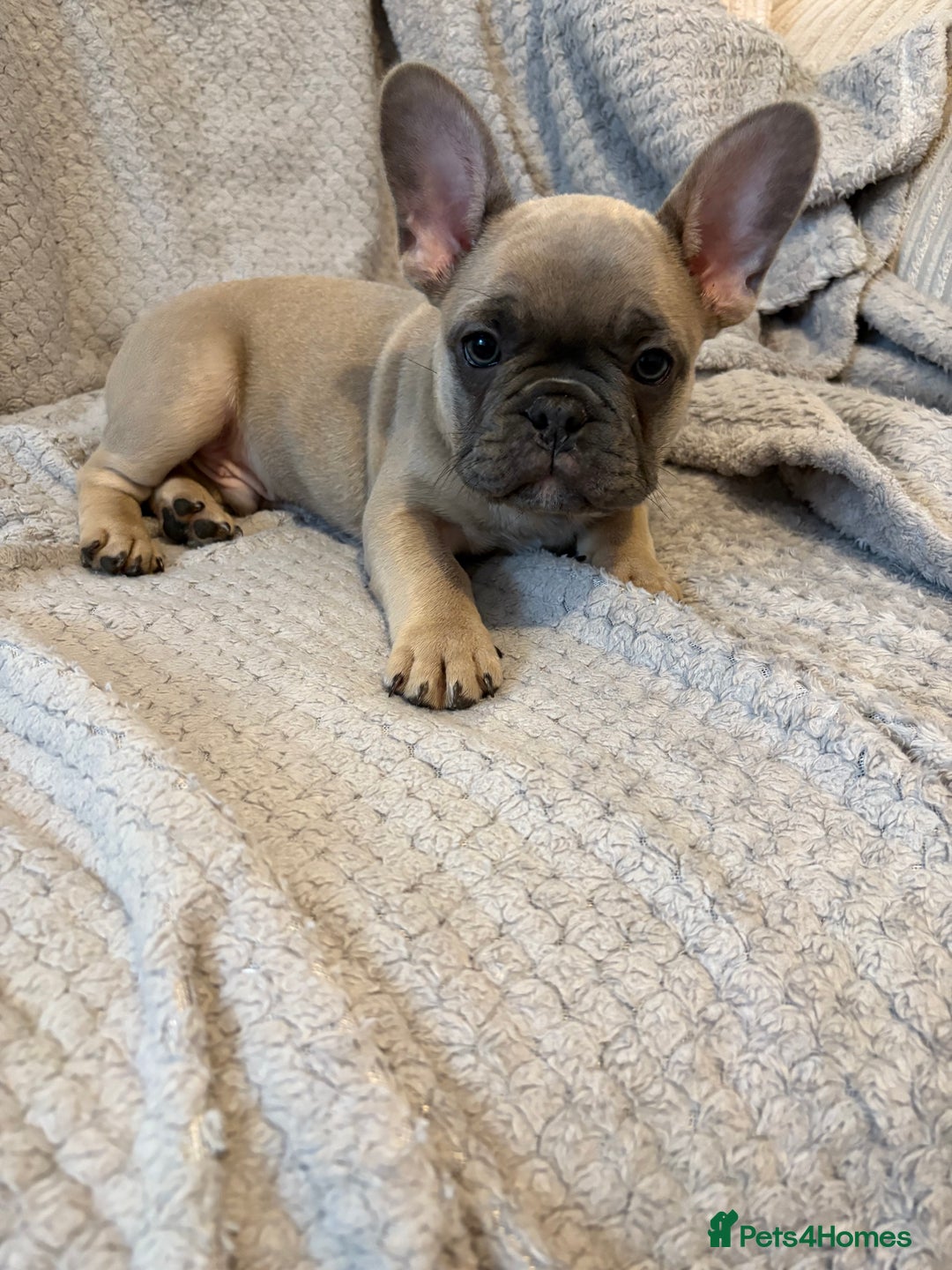 French Bulldog dogs for sale: French bulldog puppies for sale  - Image 6