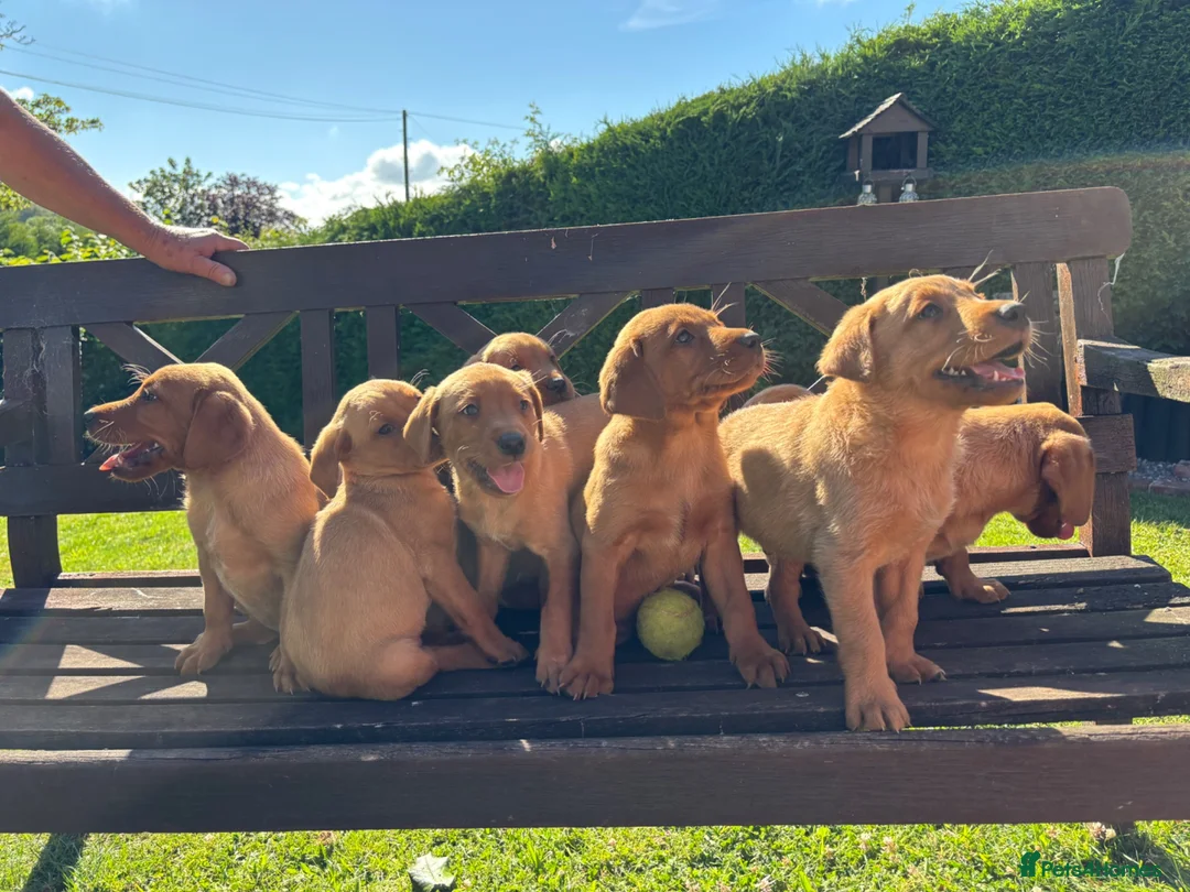 Labrador Retriever dogs for sale: KC Registered Fox red Labrador puppies in Newtown - Advert 1