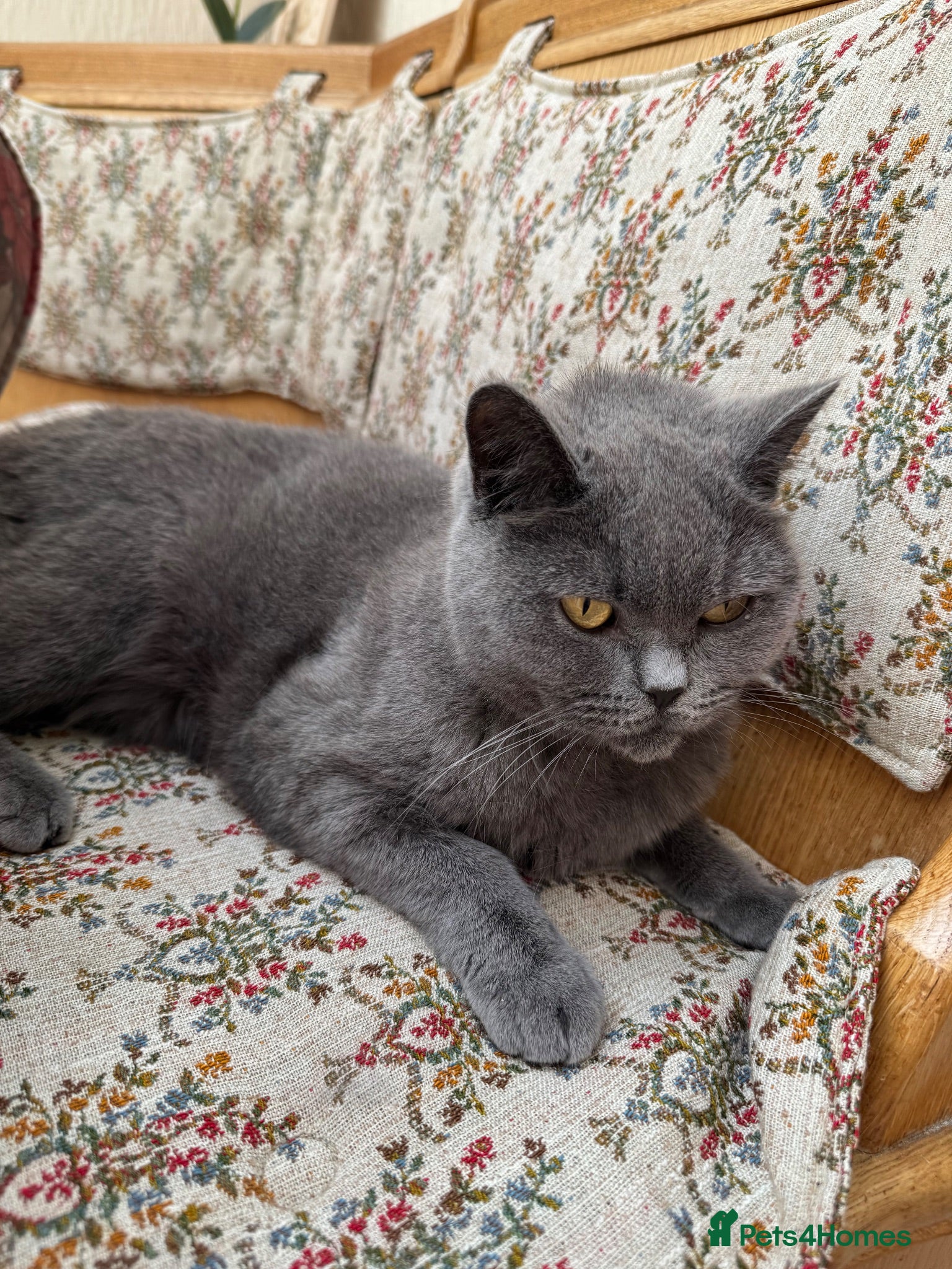 British Shorthair cats Otto  - Advert 1