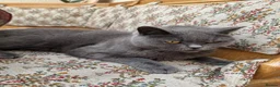 British Shorthair cats for sale: Otto  - Advert 1