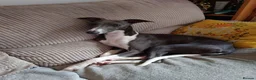 Whippet dogs for stud: KC registed whippet stud - Advert 4