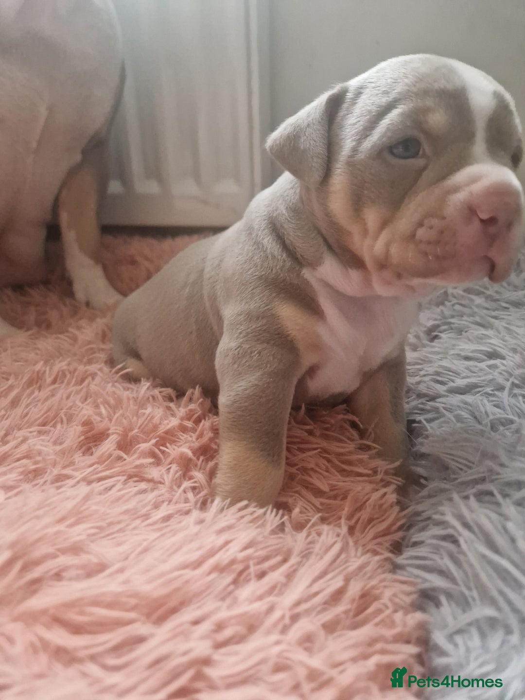 American Bulldog dogs for sale: Female Pocket Bully Pups For Sale - Advert 2