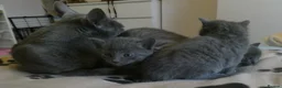 Russian Blue cats for sale: Russian Blue kitten for sale - ONE Girl left - Advert 7