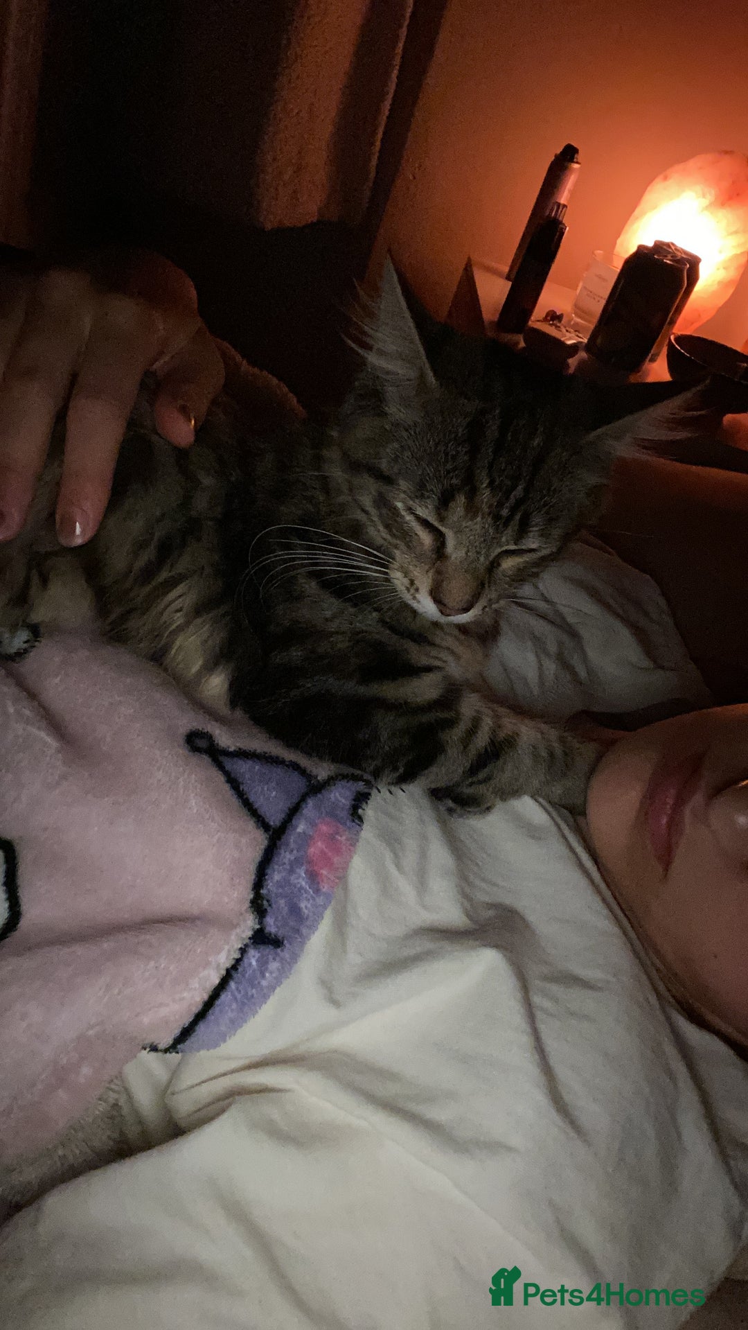 Mixed Breed cats for sale: Two Female Kittens Looking For a Forever Home  - Advert 5