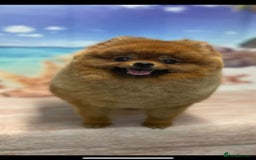 Pomeranian dogs for sale: Pomeranian show quality boy - Image 13