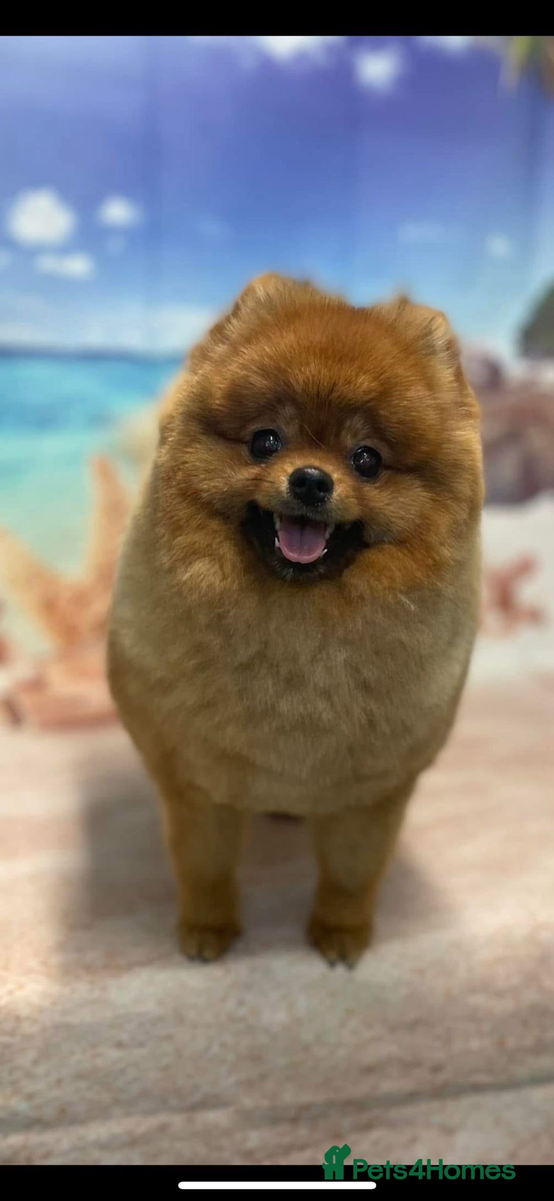 Pomeranian dogs for sale: Pomeranian show quality boy - Image 13