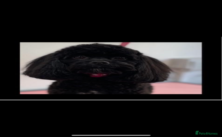 Cavapoo dogs - Advert 1