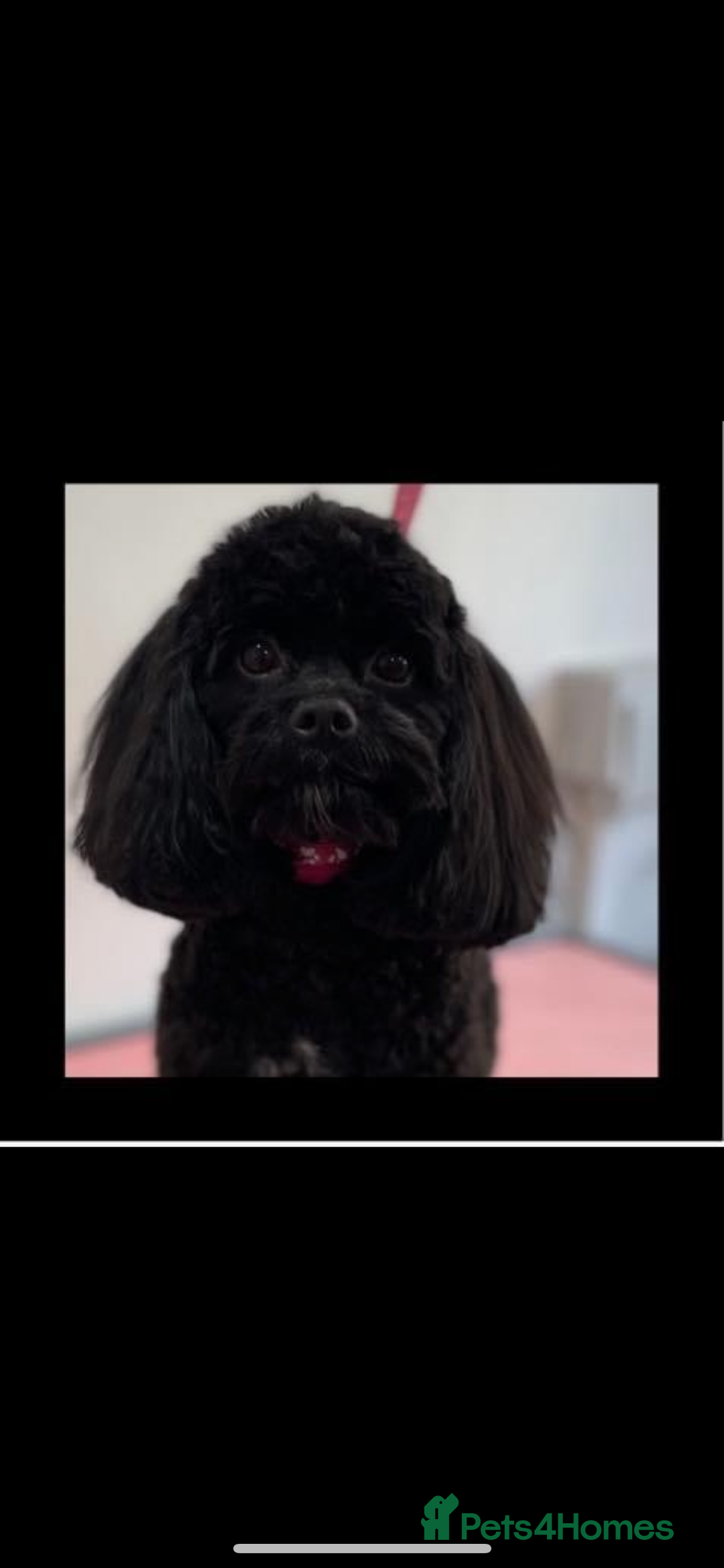 Cavapoo dogs for sale: F1b cavapoo puppies due 10th August  - Image 1
