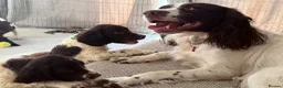 English Springer Spaniel dogs for sale: Boy 5th Gen Liver and White ESS Puppies - Advert 16