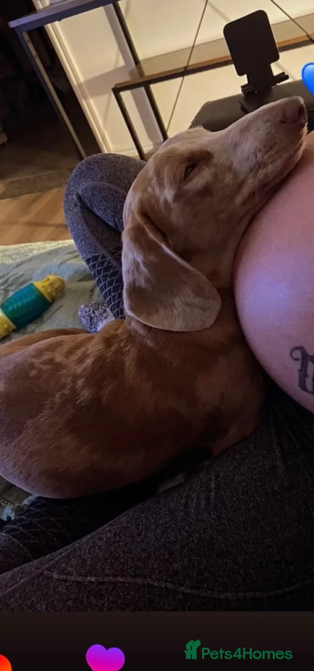 Miniature Dachshund dogs for sale: Miniature Dachshund Looking for Forever Home 🐾 in Newport - Advert 8