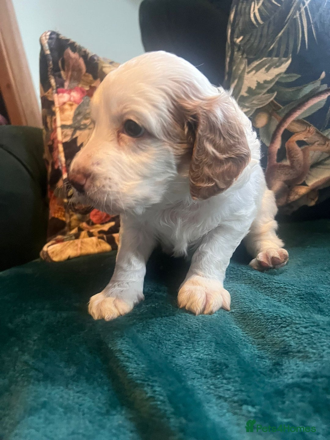 Clumber Spaniel dogs for sale: Clumber x puppies ready to leave 23/12/25 - Advert 8