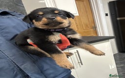 Rottweiler dogs for sale: Rottweiler puppies For sale  - Image 4