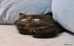 Maine Coon cats for sale: Maine Coon Kittens - Image 8