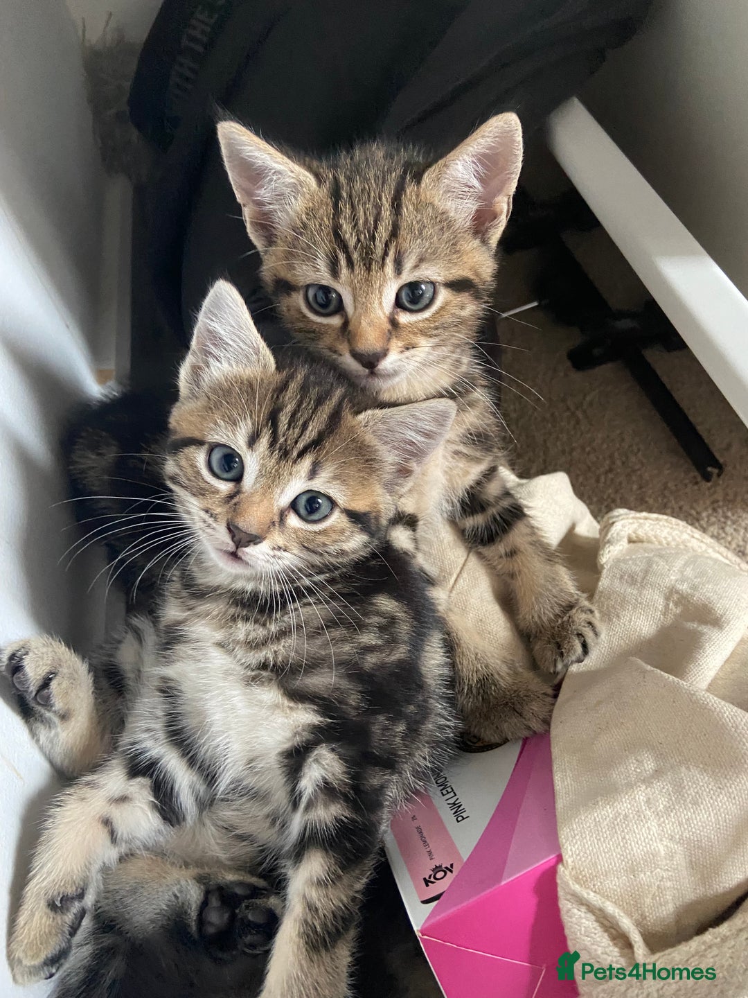 Mixed Breed cats for sale: Gorgeous tabby kittens (ONLY 1 LEFT) - Image 23