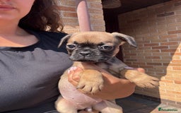 Frug dogs for sale: 3/4 Frenchie 1/4 pug puppies for sale  - Image 16