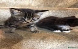 Ragdoll cats for sale:  ragdoll x Selkirk rex kittens  - Image 7