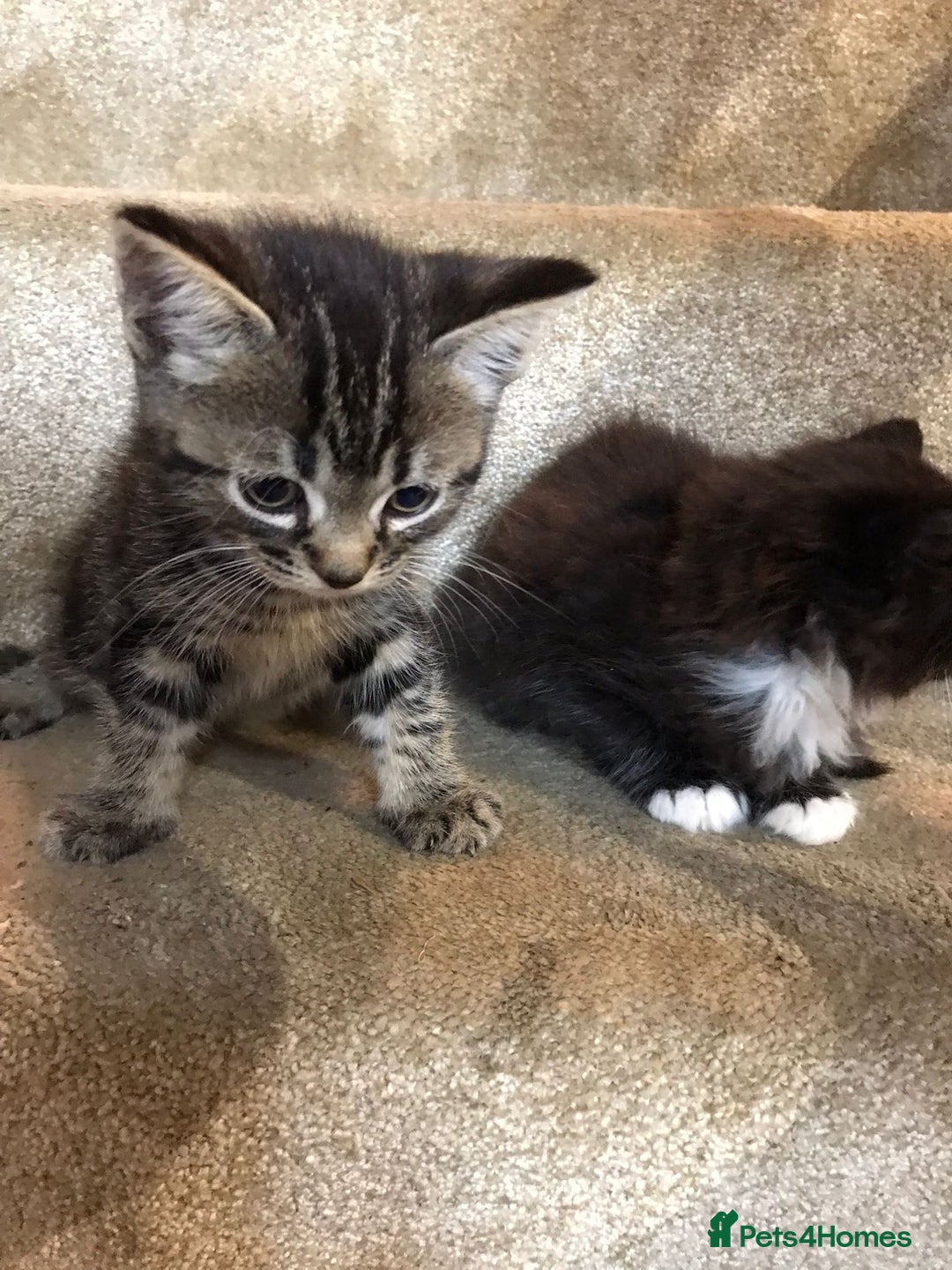 Ragdoll cats for sale:  ragdoll x Selkirk rex kittens  - Image 7