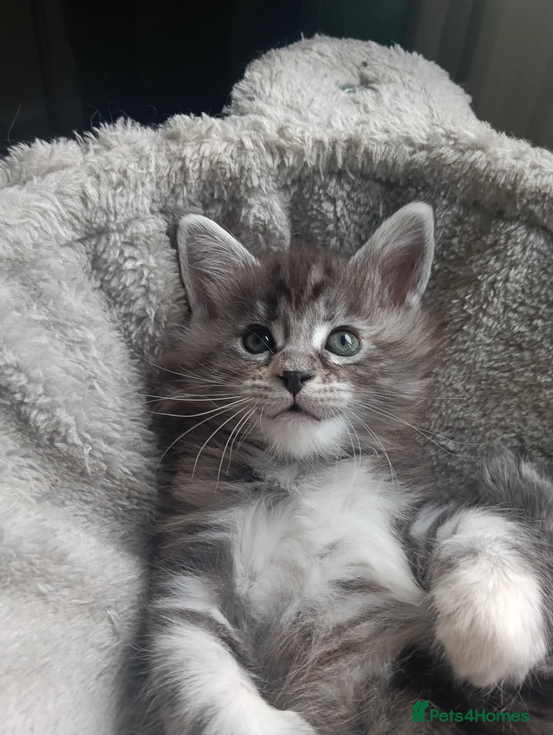 Maine Coon cats for sale: Maine coon kittens  - Advert 14