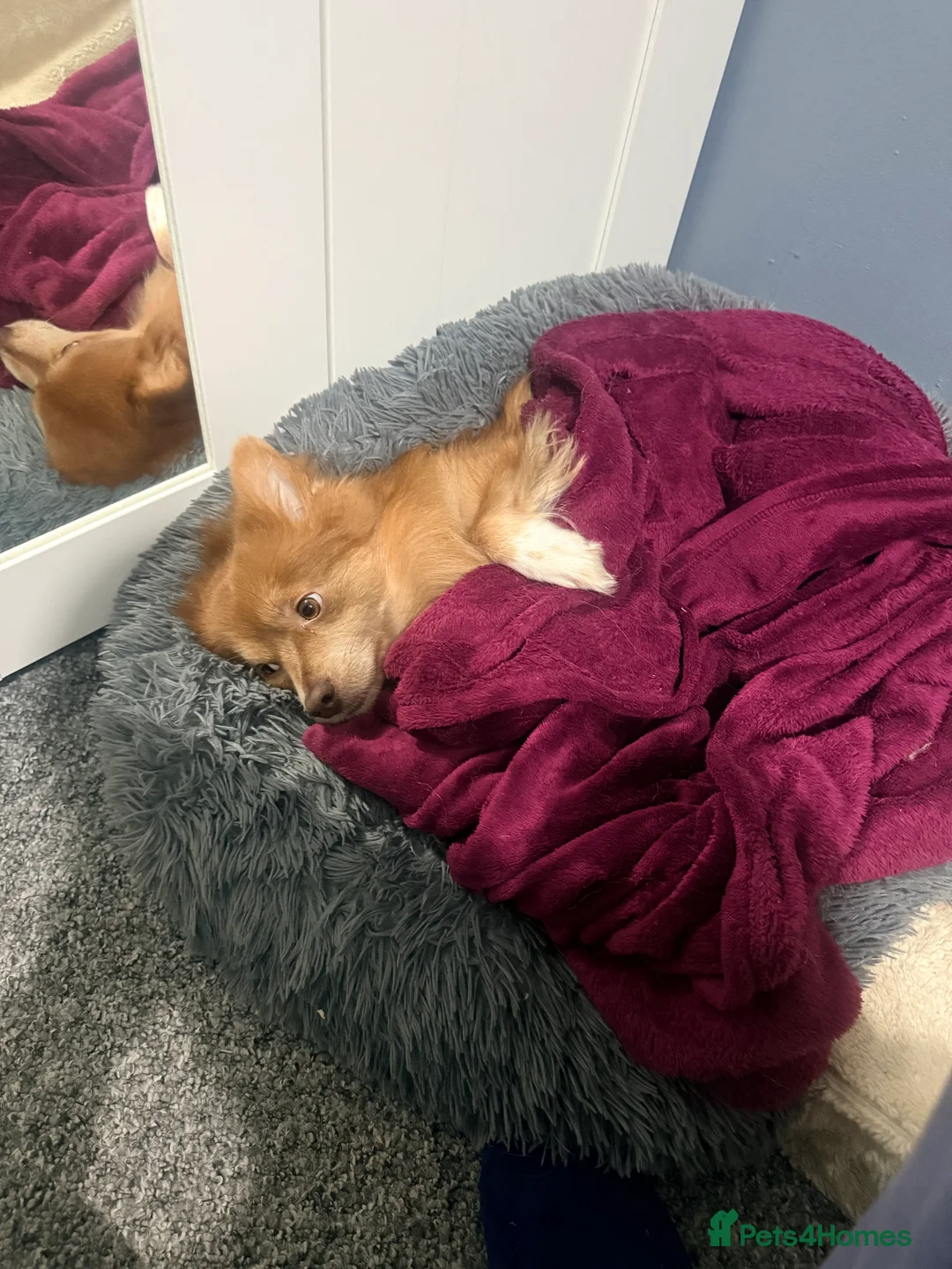 Mixed Breed dogs for sale: German spitz mix with pomchi  - Advert 11