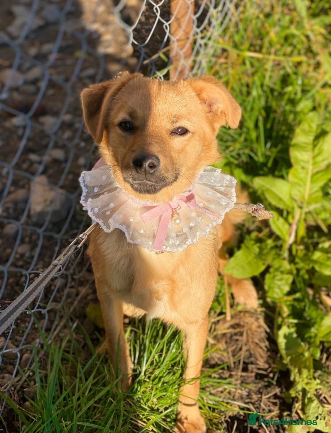 Mixed Breed dogs for adoption: 💖🐶 PENNY 🐶💖 - Advert 3