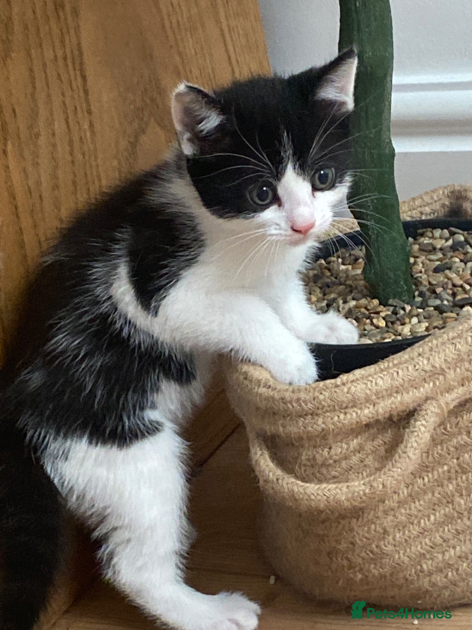 British Shorthair cats 3 beautiful tuxedo kittens for sale  - Advert 1