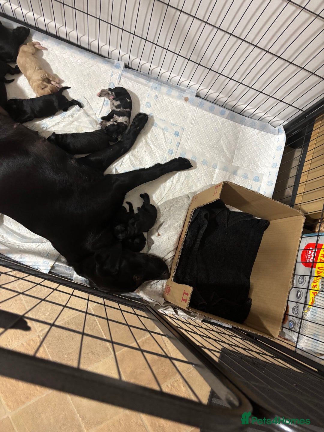 Labradoodle dogs for sale: 2 boys and 2 females - Image 10