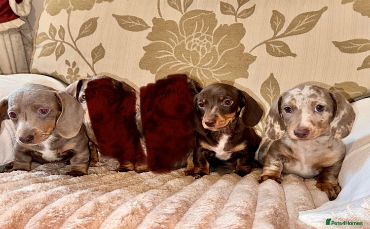 Dachshund dogs - Advert 12