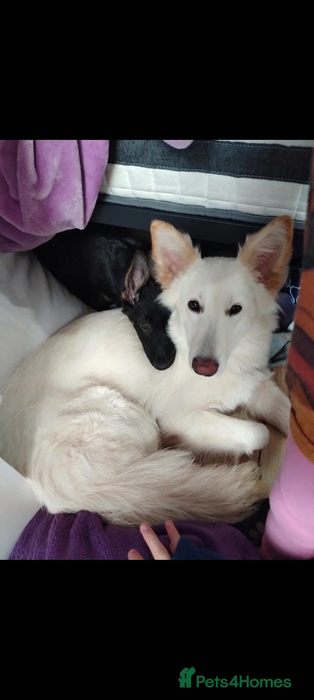 German Shepherd dogs for sale: 2 Female German Shepherd Alsatian Rehome together - Advert 11