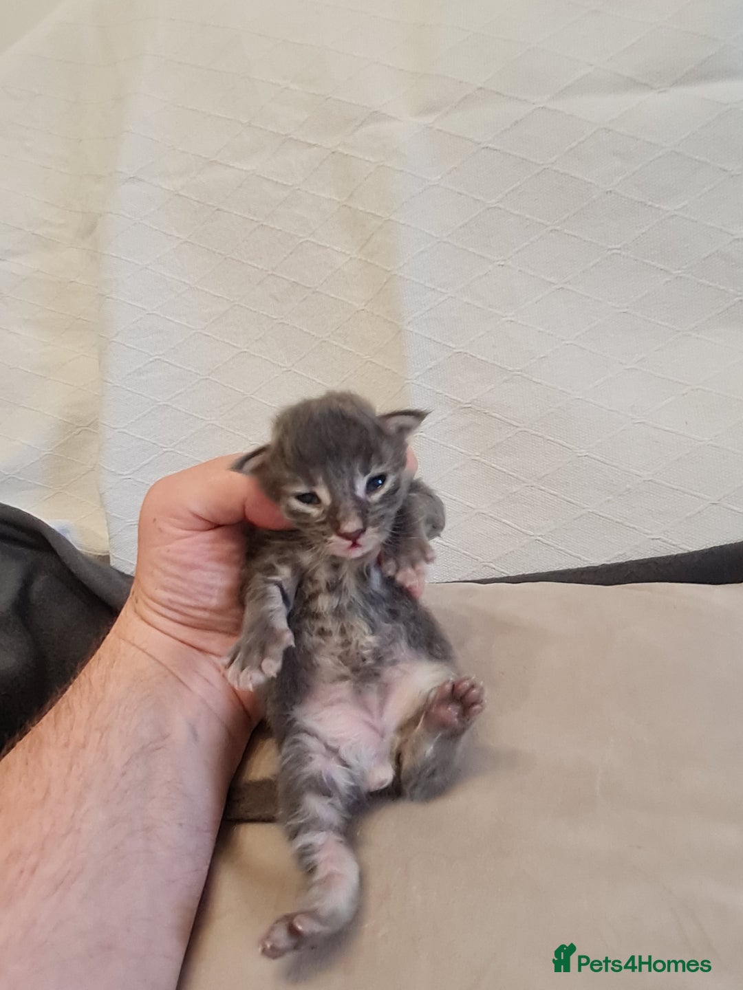 Maine Coon cats for sale: Maine coon kittens  - Advert 23