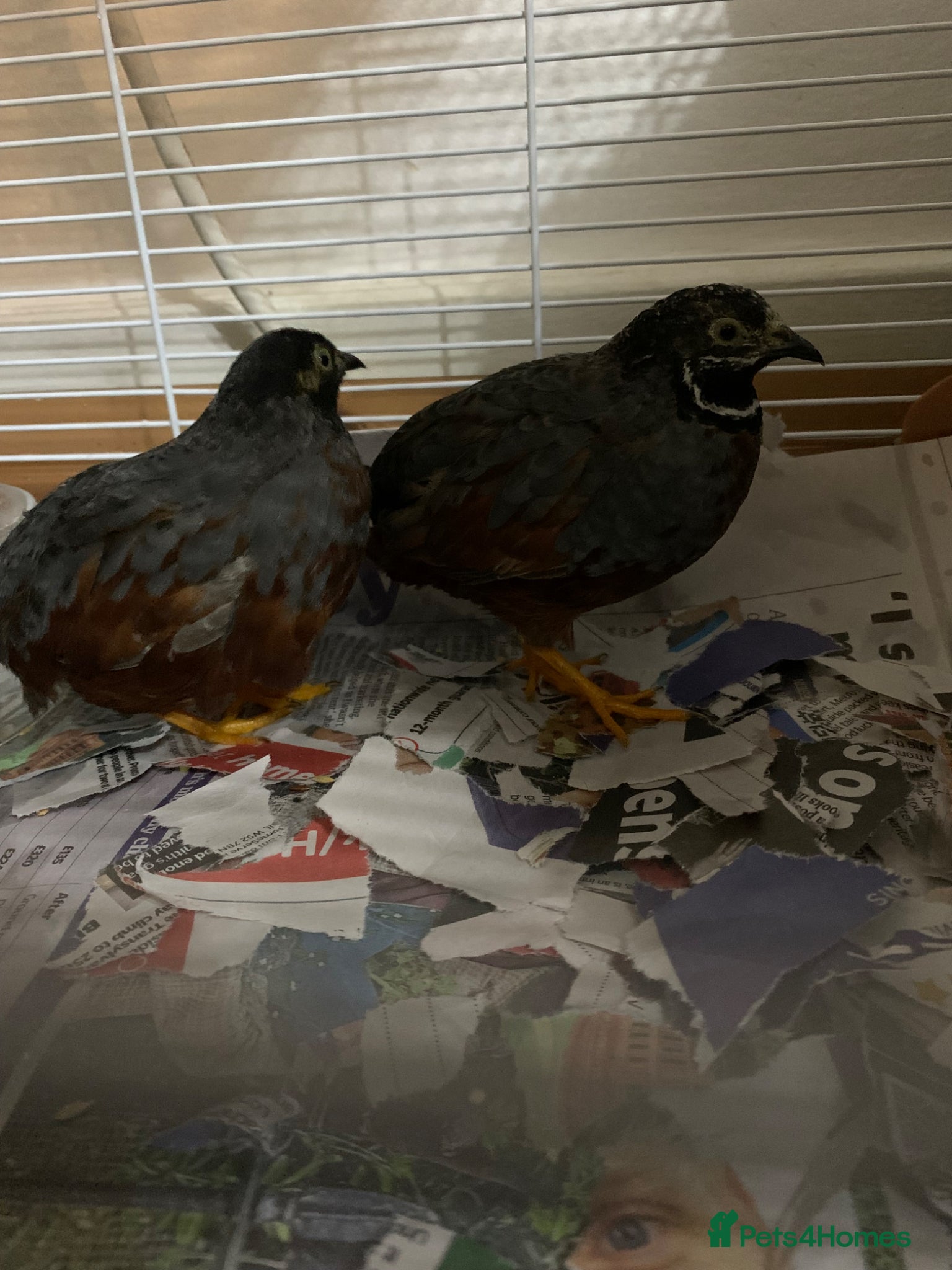 Mixed Breed birds Chinese Quails & Cage FOR SALE READ DESCRIPTION! - Advert 1