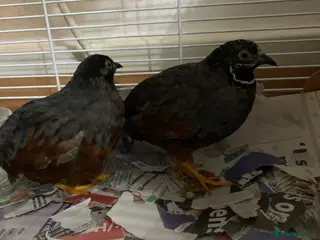 Mixed Breed birds Chinese Quails & Cage FOR SALE READ DESCRIPTION! - Advert 1